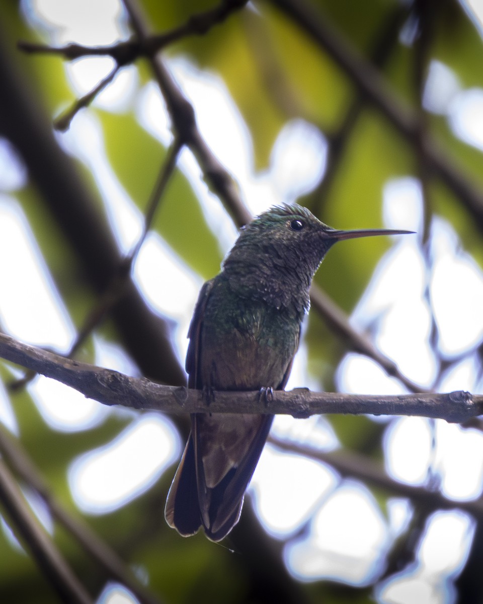 Berylline Hummingbird - ML642093448