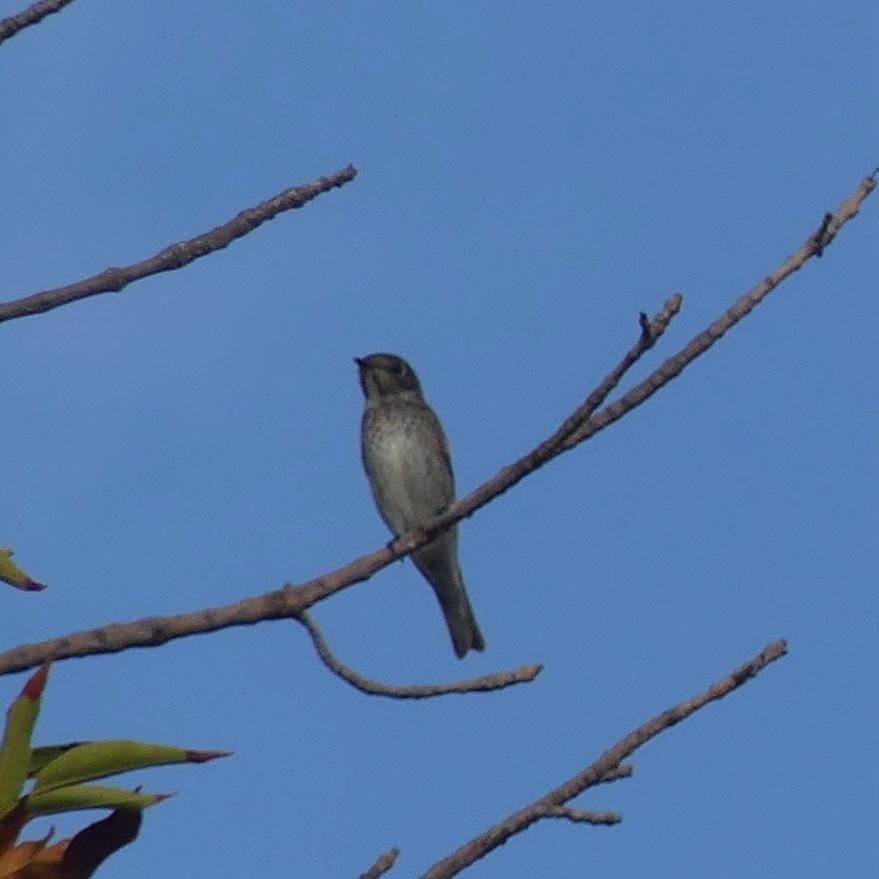 Dark-sided Flycatcher - ML642093451
