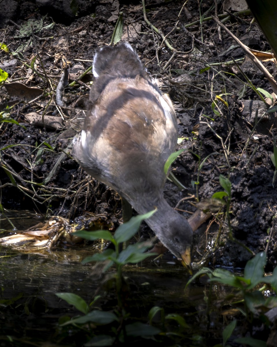 Common Gallinule - ML642093452