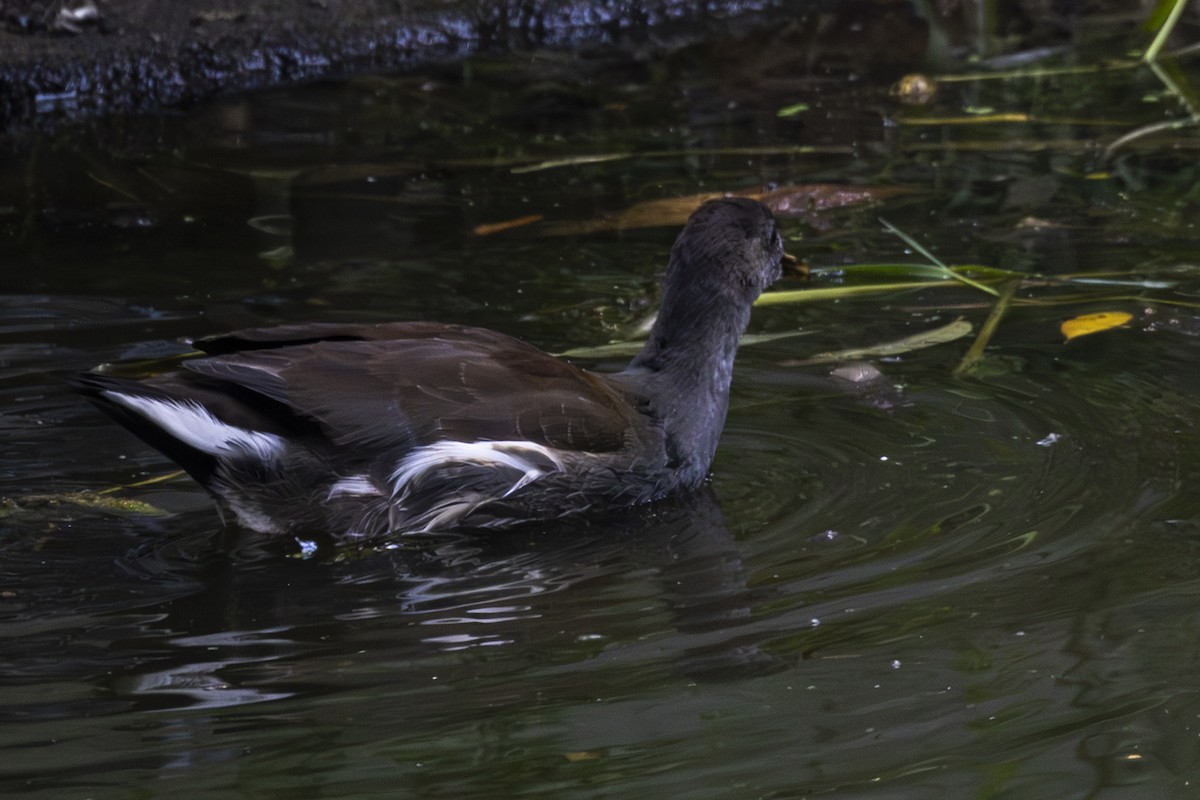 Common Gallinule - ML642093453