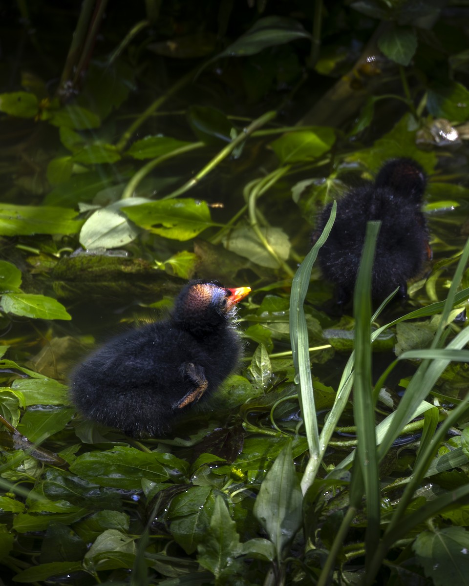 Common Gallinule - ML642093454