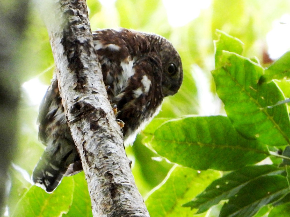Costa Rican Pygmy-Owl - ML642093457