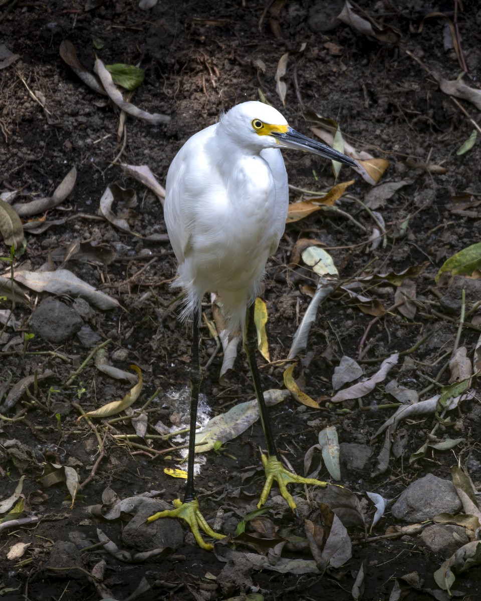 Snowy Egret - ML642093458