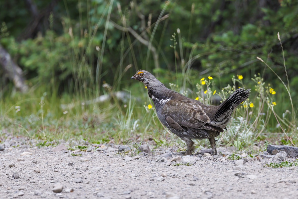 Dusky Grouse - ML642093471