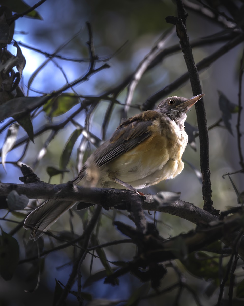 Rufous-backed Robin - ML642093474