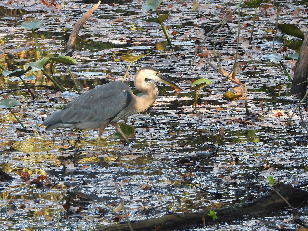 Great Blue Heron - ML642093482