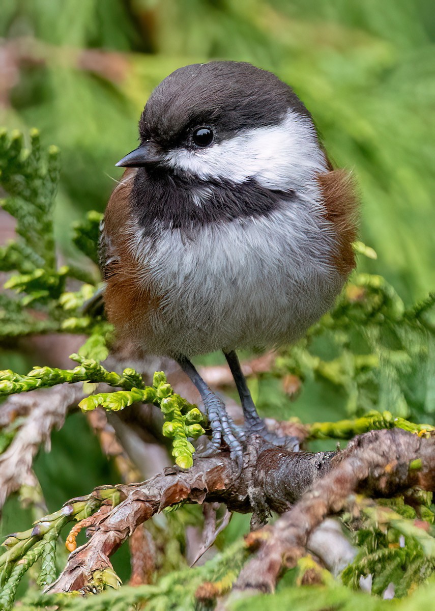 Chestnut-backed Chickadee - ML642093486