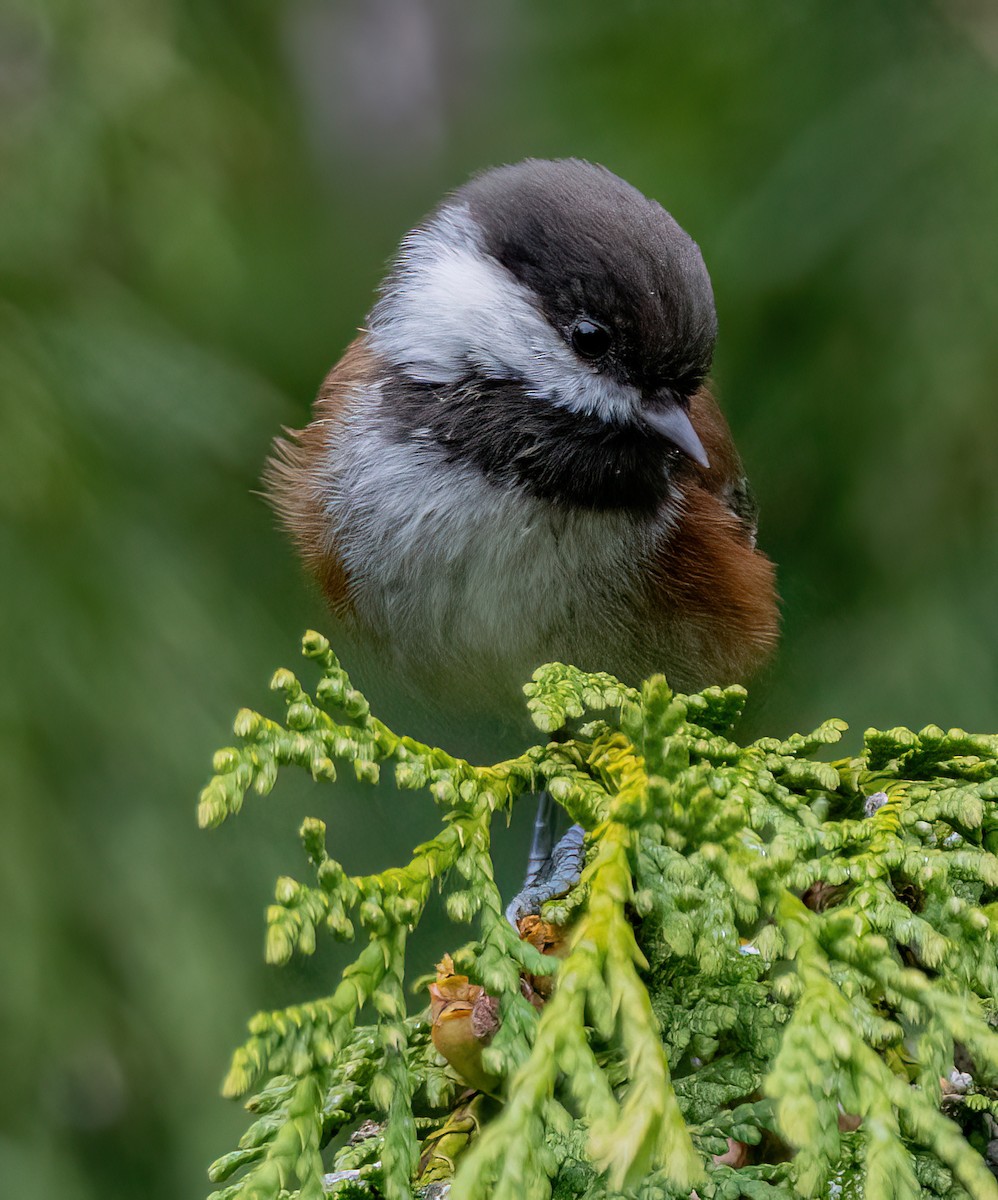 Chestnut-backed Chickadee - ML642093487