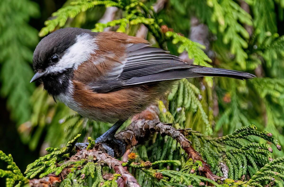 Chestnut-backed Chickadee - ML642093488