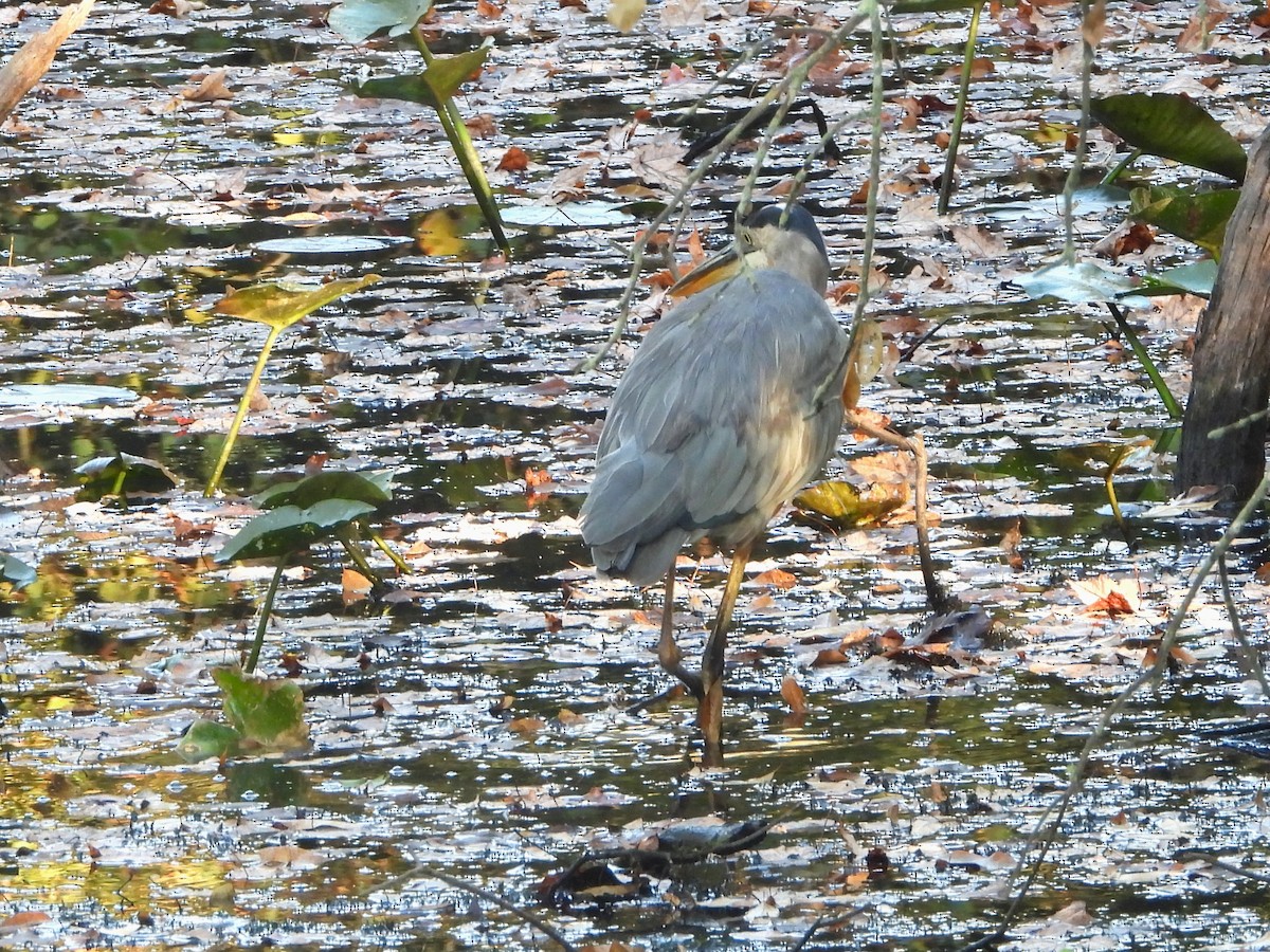 Great Blue Heron - ML642093492