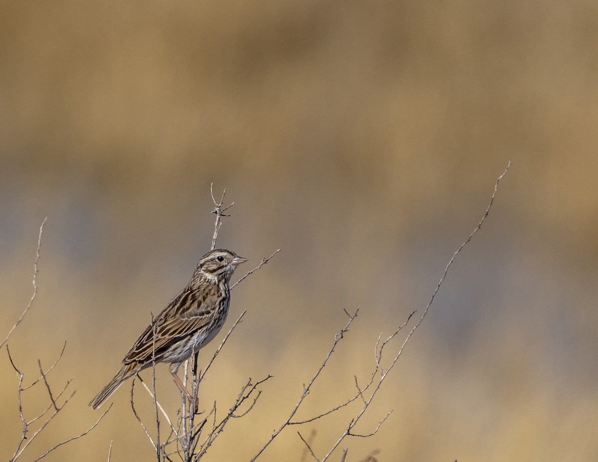 Savannah Sparrow - ML642093500