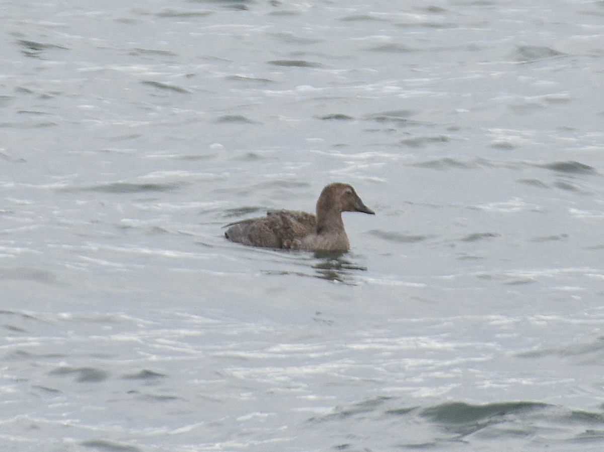 King Eider - ML642093502