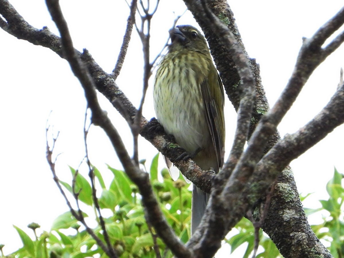 Saltator strié - ML642093504
