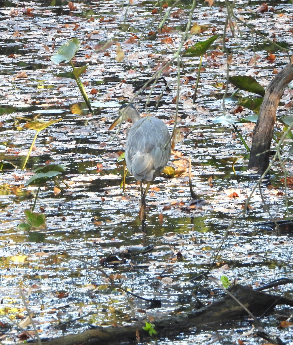 Great Blue Heron - ML642093508