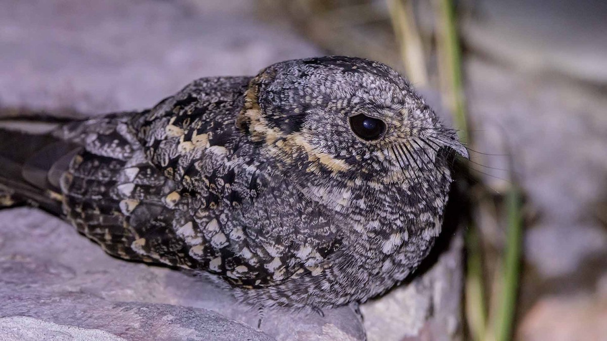 Band-winged Nightjar - ML642093510