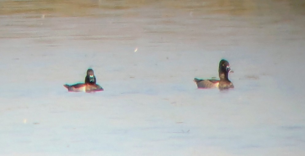 Ring-necked Duck - ML642093525