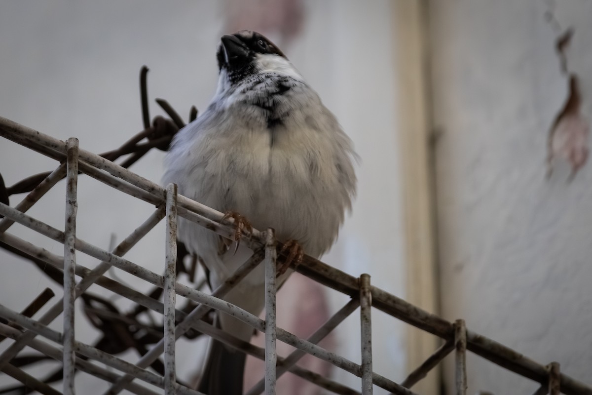House Sparrow - ML642093528