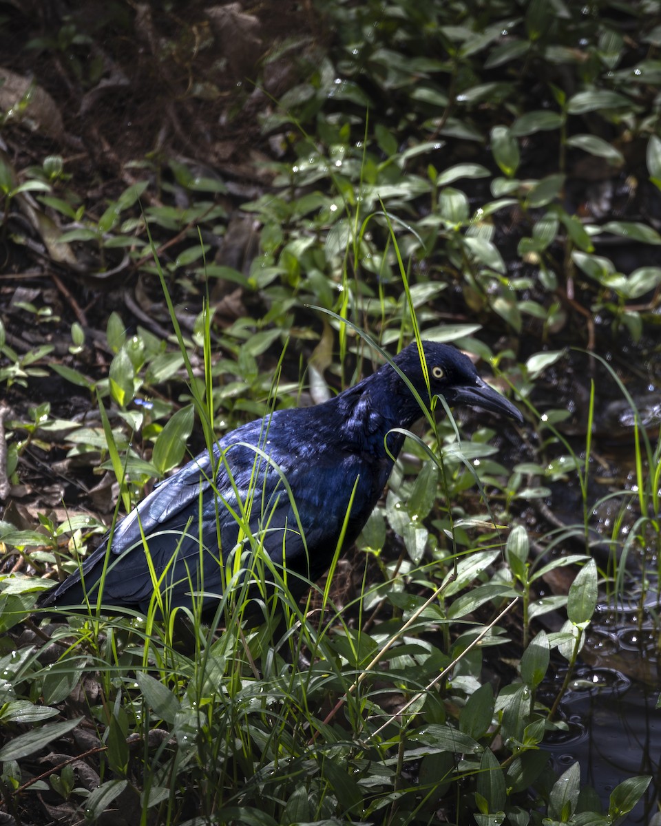 Great-tailed Grackle - ML642093533