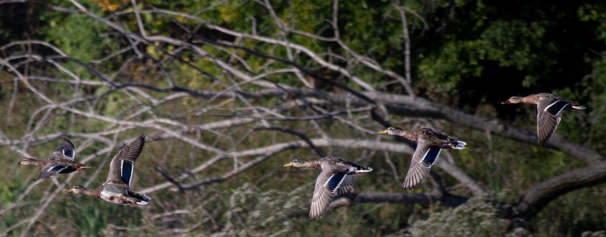 Mallard - ML642093541