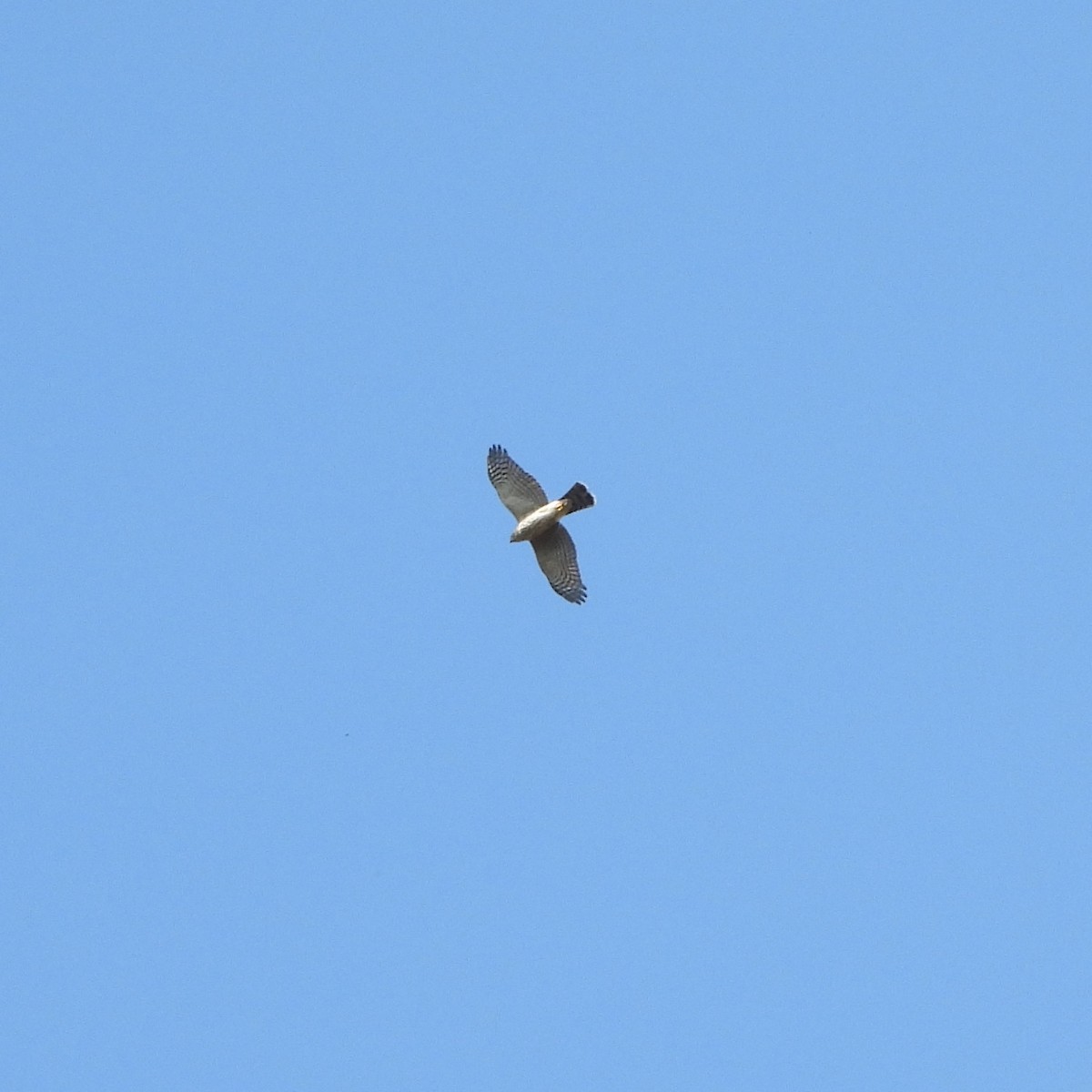 Sharp-shinned Hawk - ML642093546