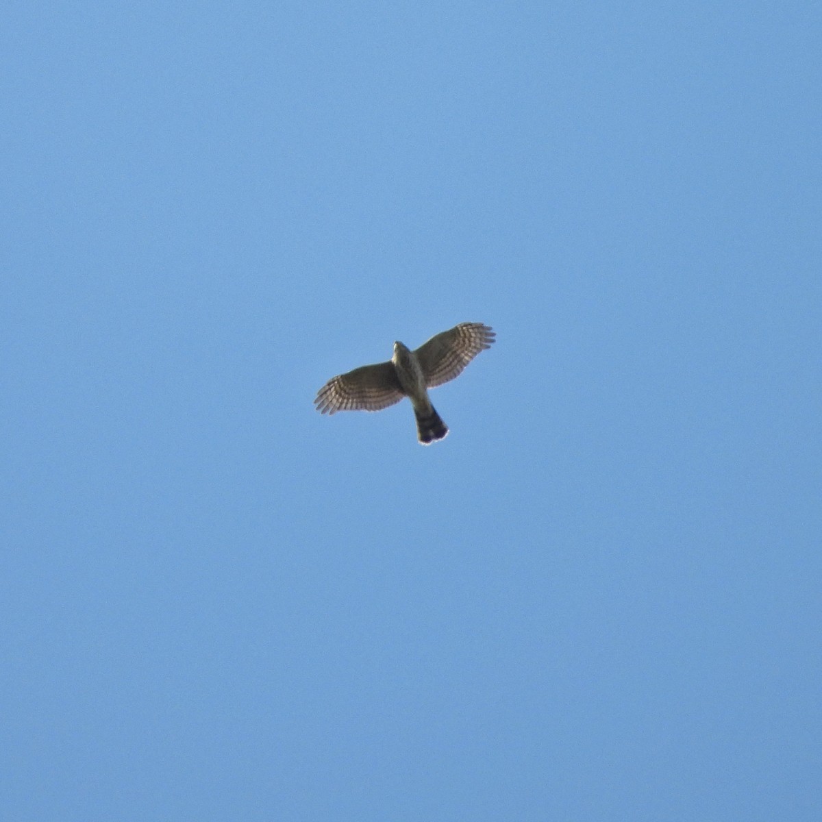 Sharp-shinned Hawk - ML642093547