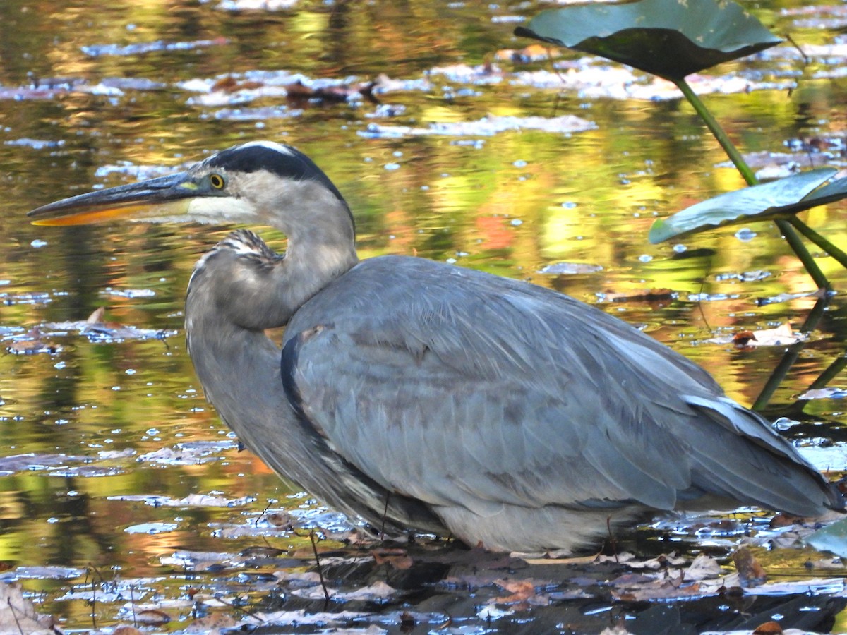 Great Blue Heron - ML642093548