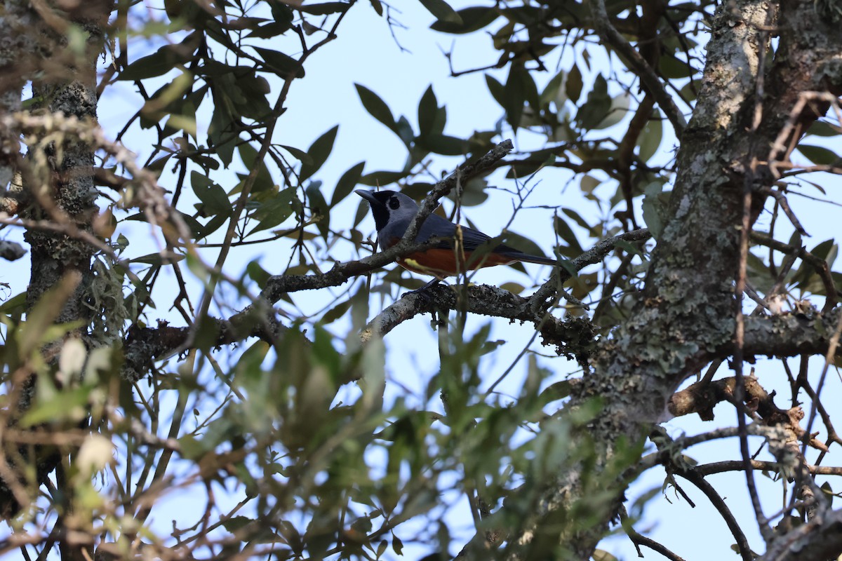 Black-faced Monarch - ML642093558