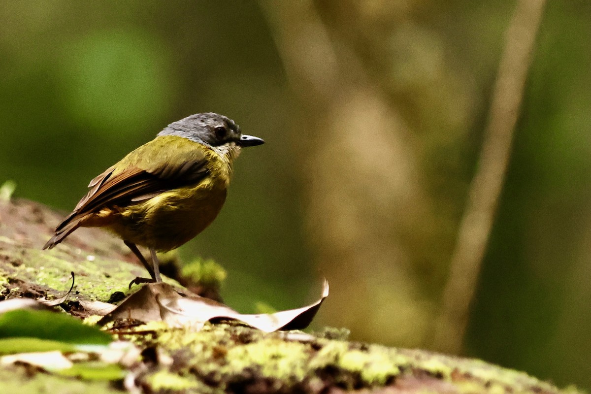 Green-backed Robin - ML642093567