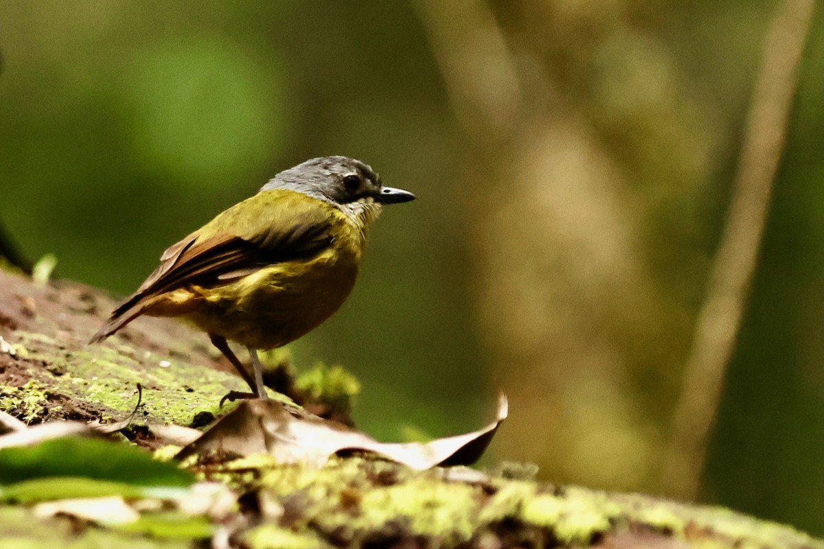 Green-backed Robin - ML642093568