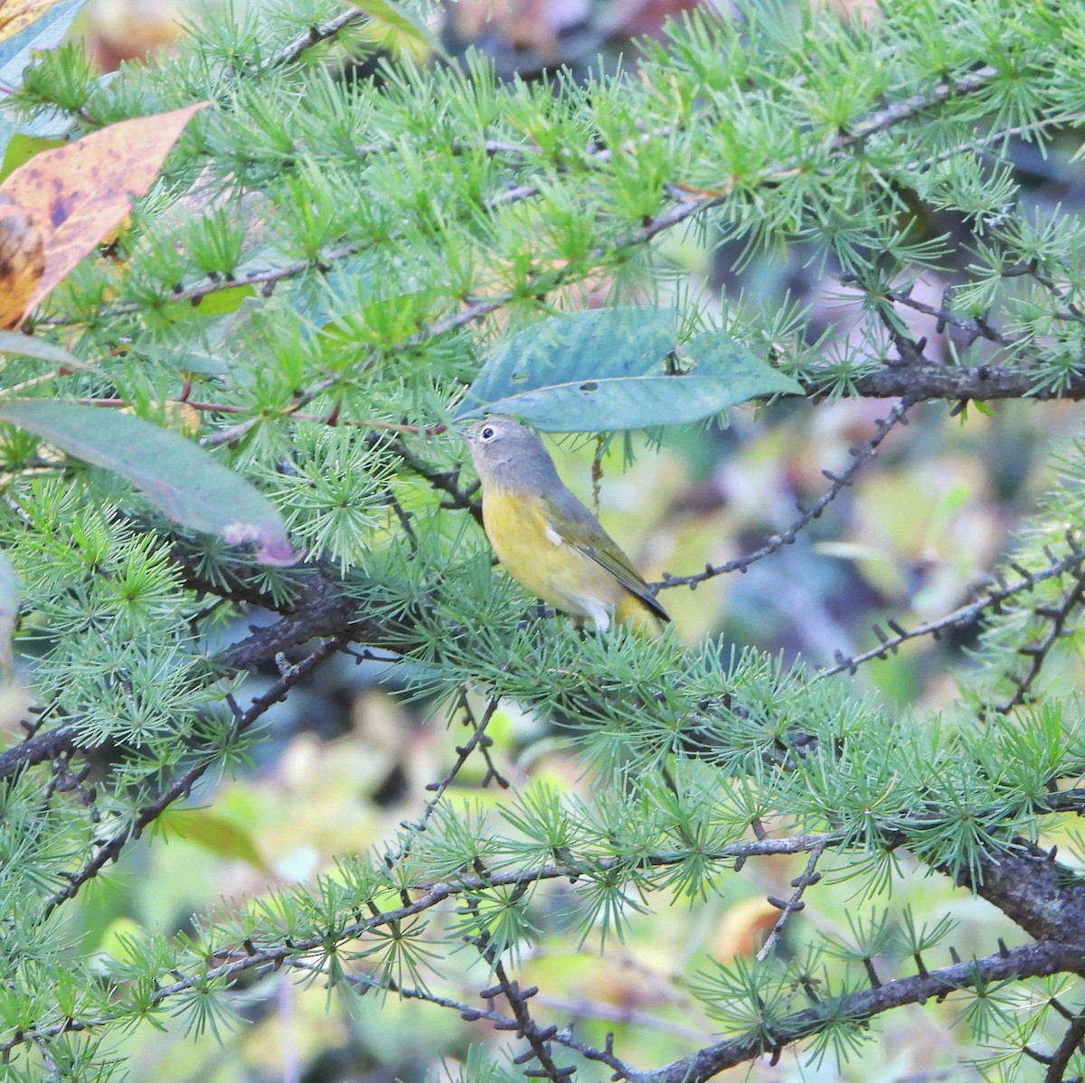 Nashville Warbler - ML642093570