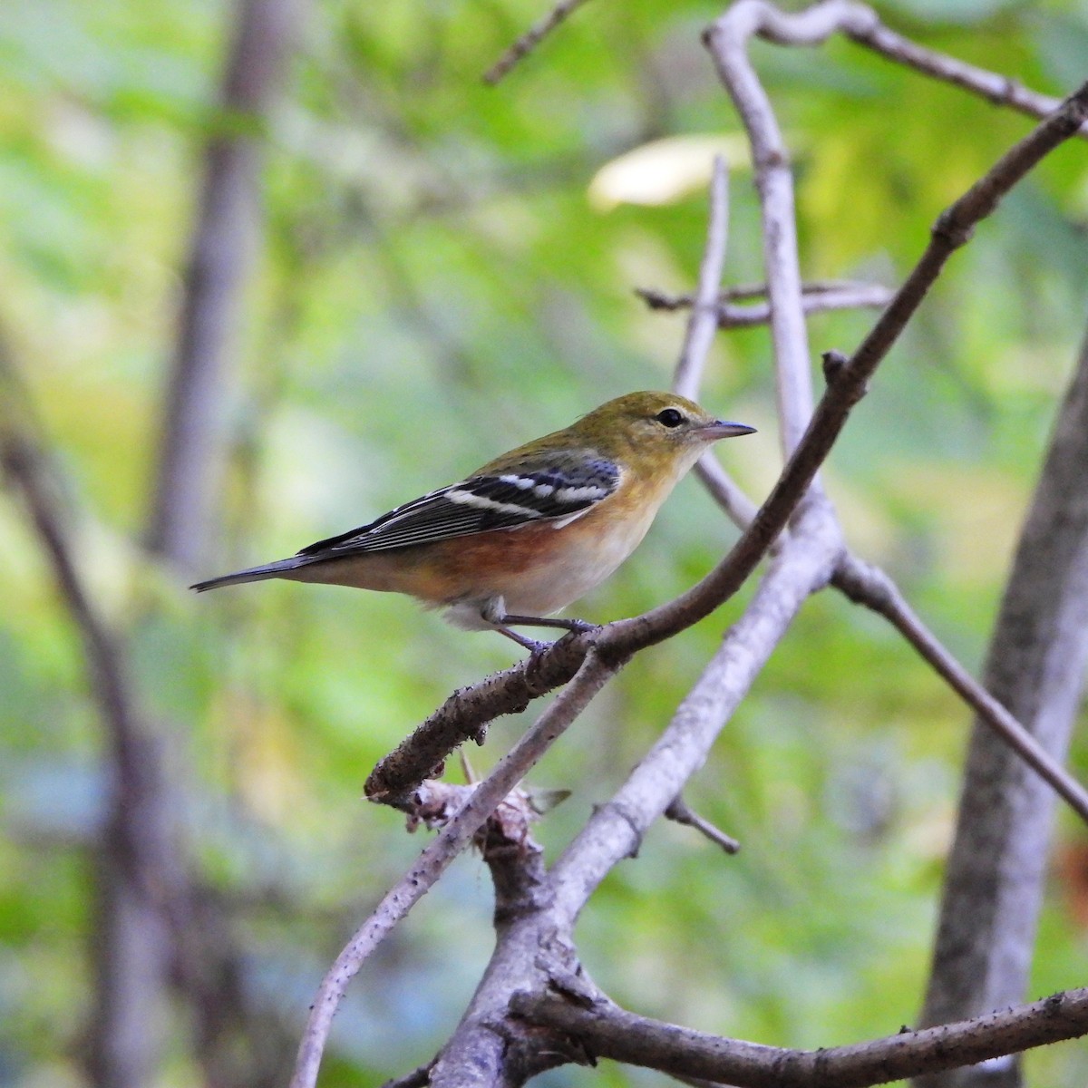 Bay-breasted Warbler - ML642093575