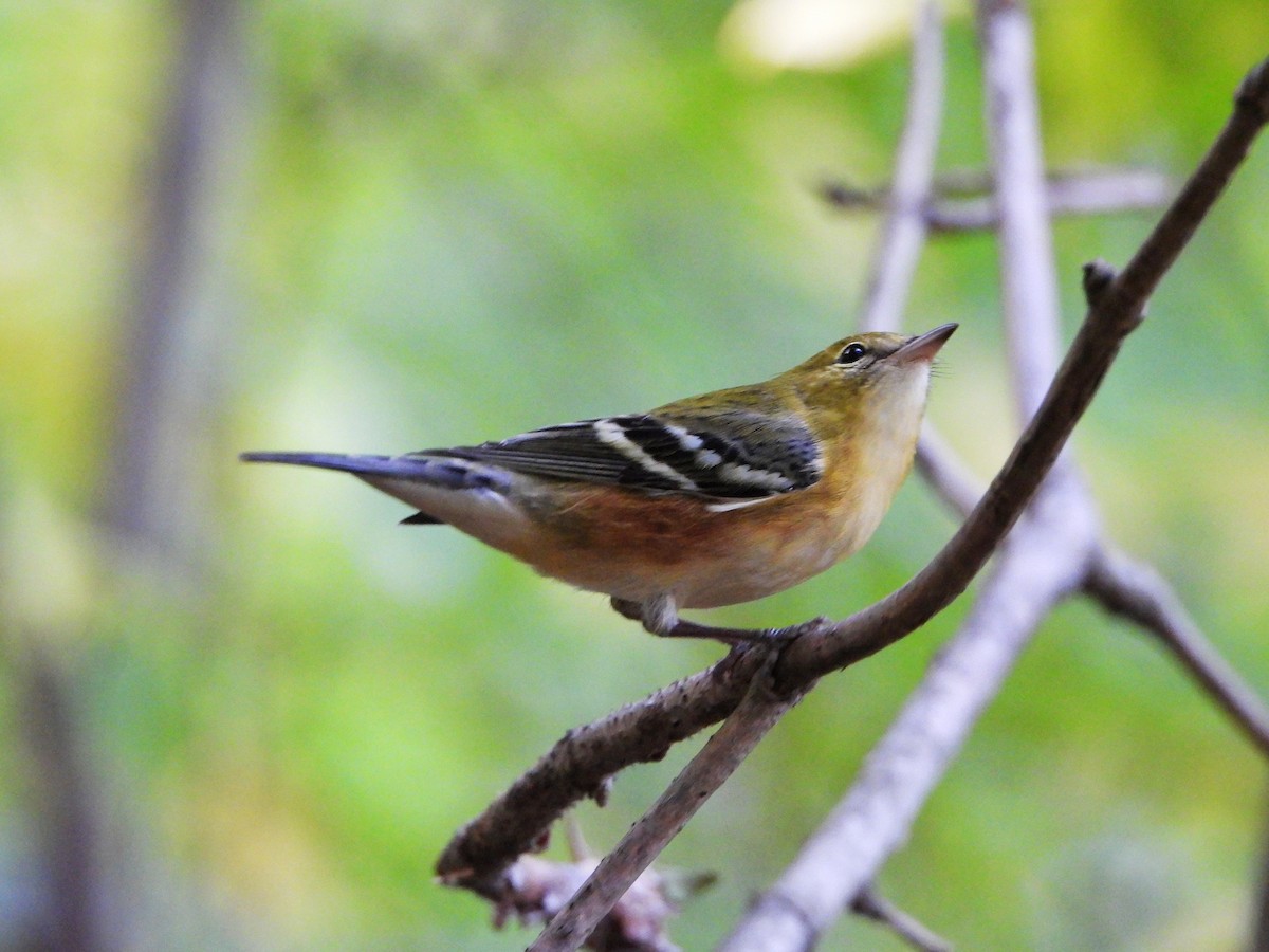 Bay-breasted Warbler - ML642093576