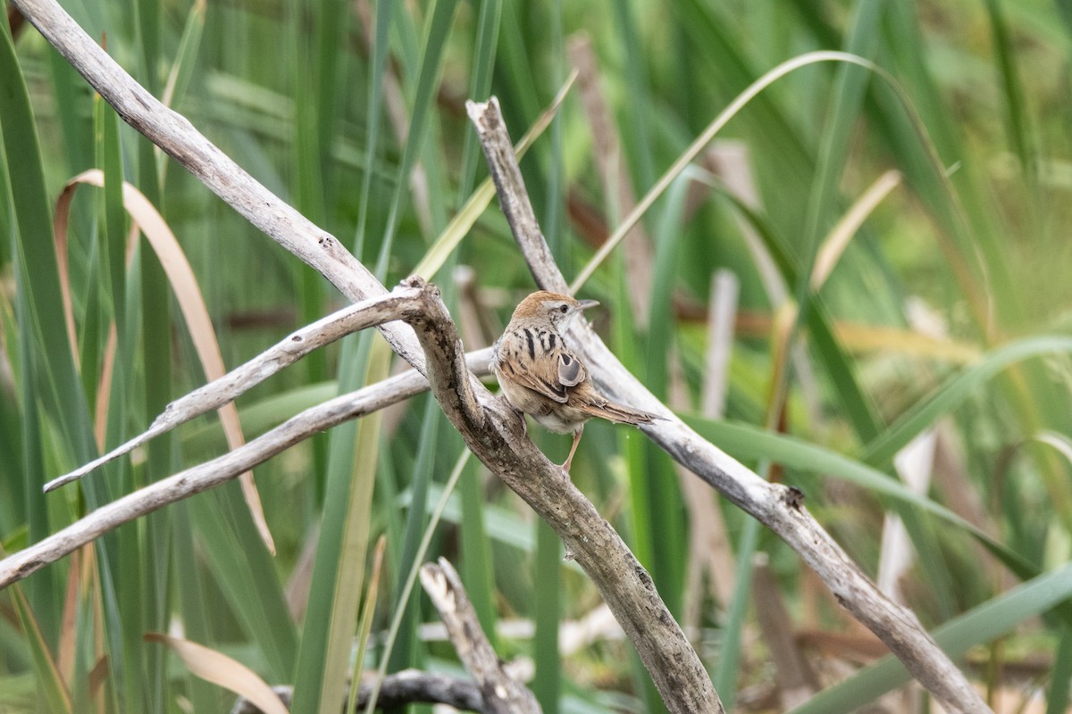 Tawny Grassbird - ML642093578