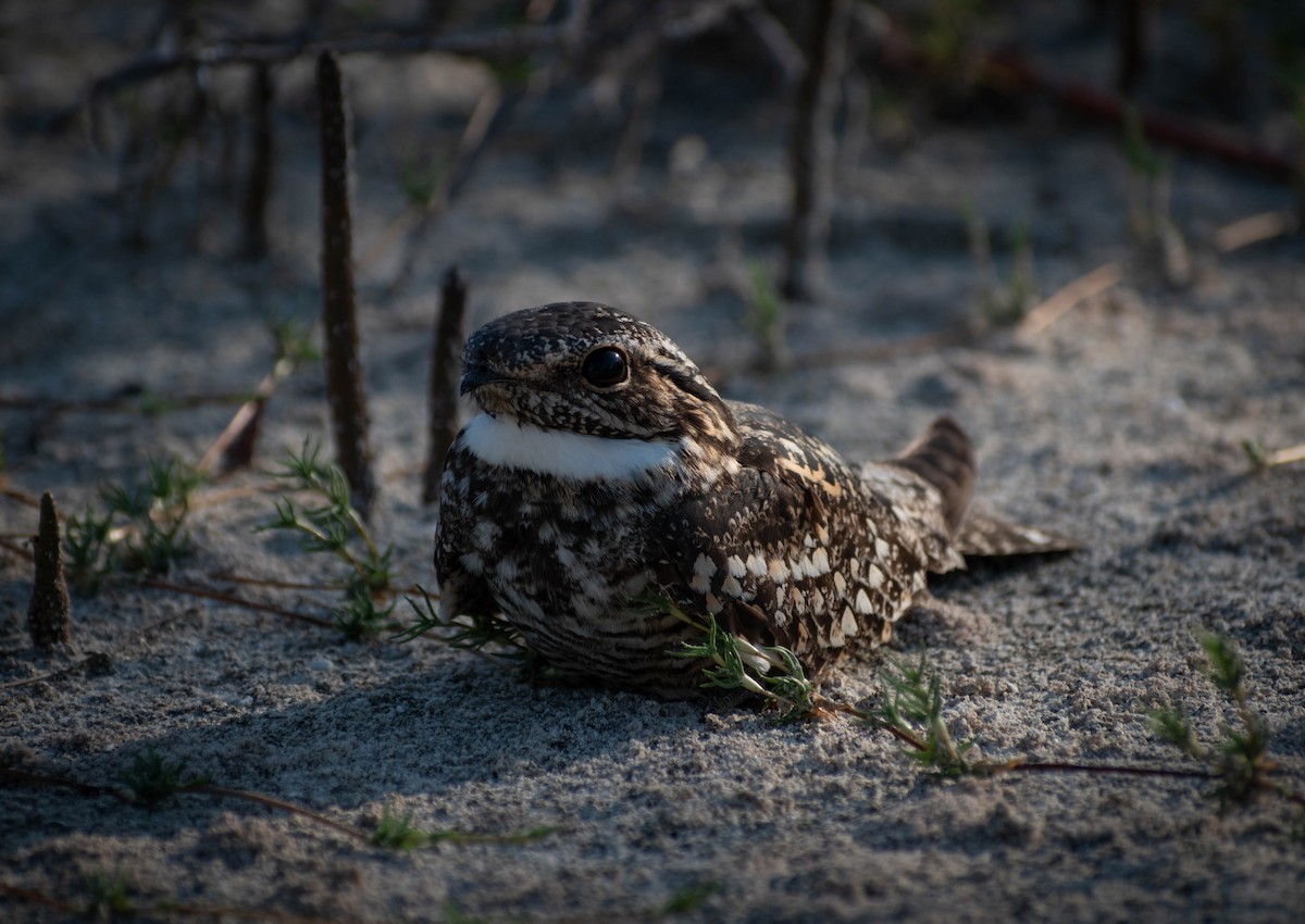Lesser Nighthawk - ML642093583