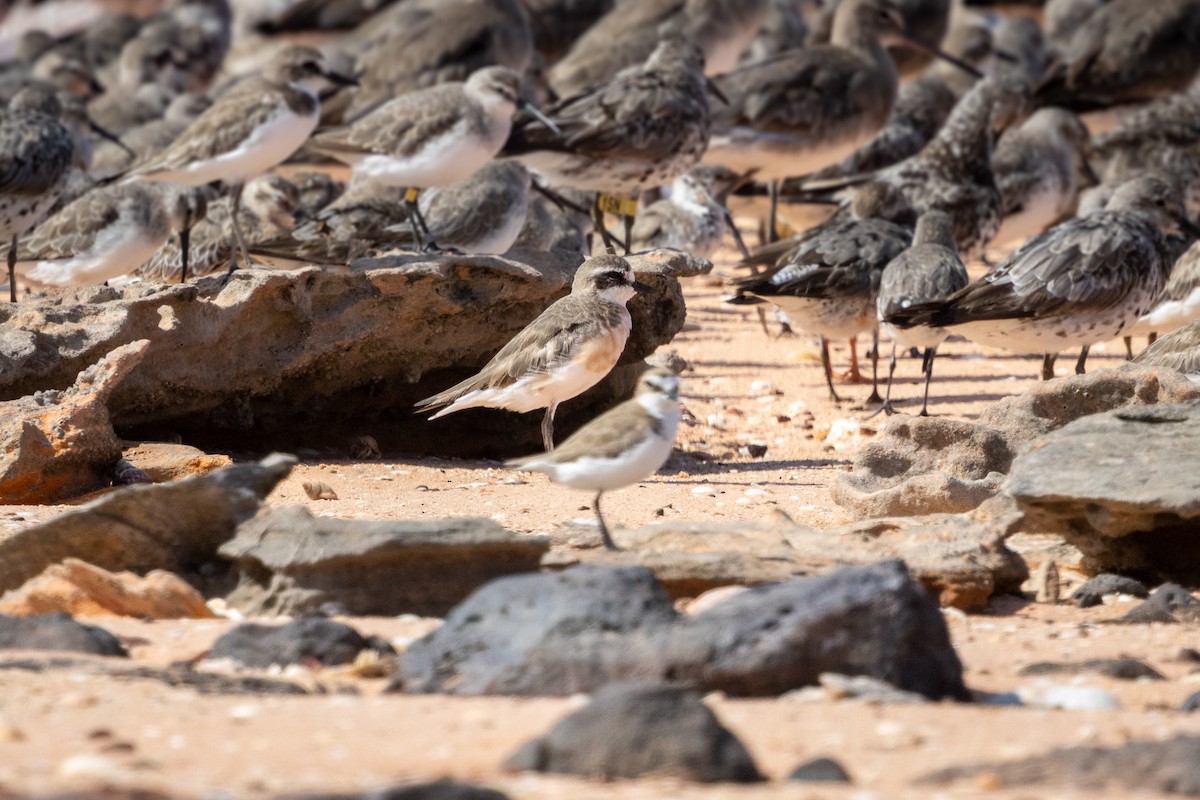 Siberian Sand-Plover - ML642093587