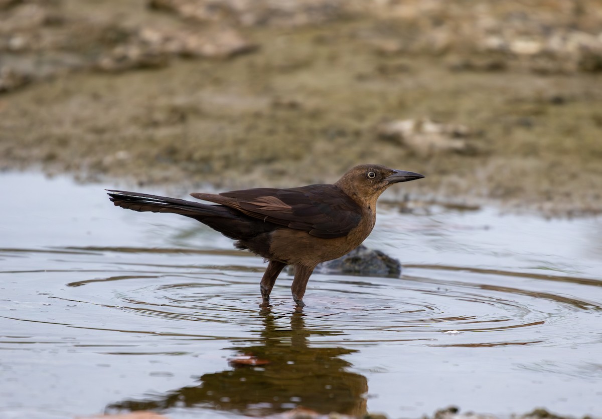 Great-tailed Grackle - ML642093589