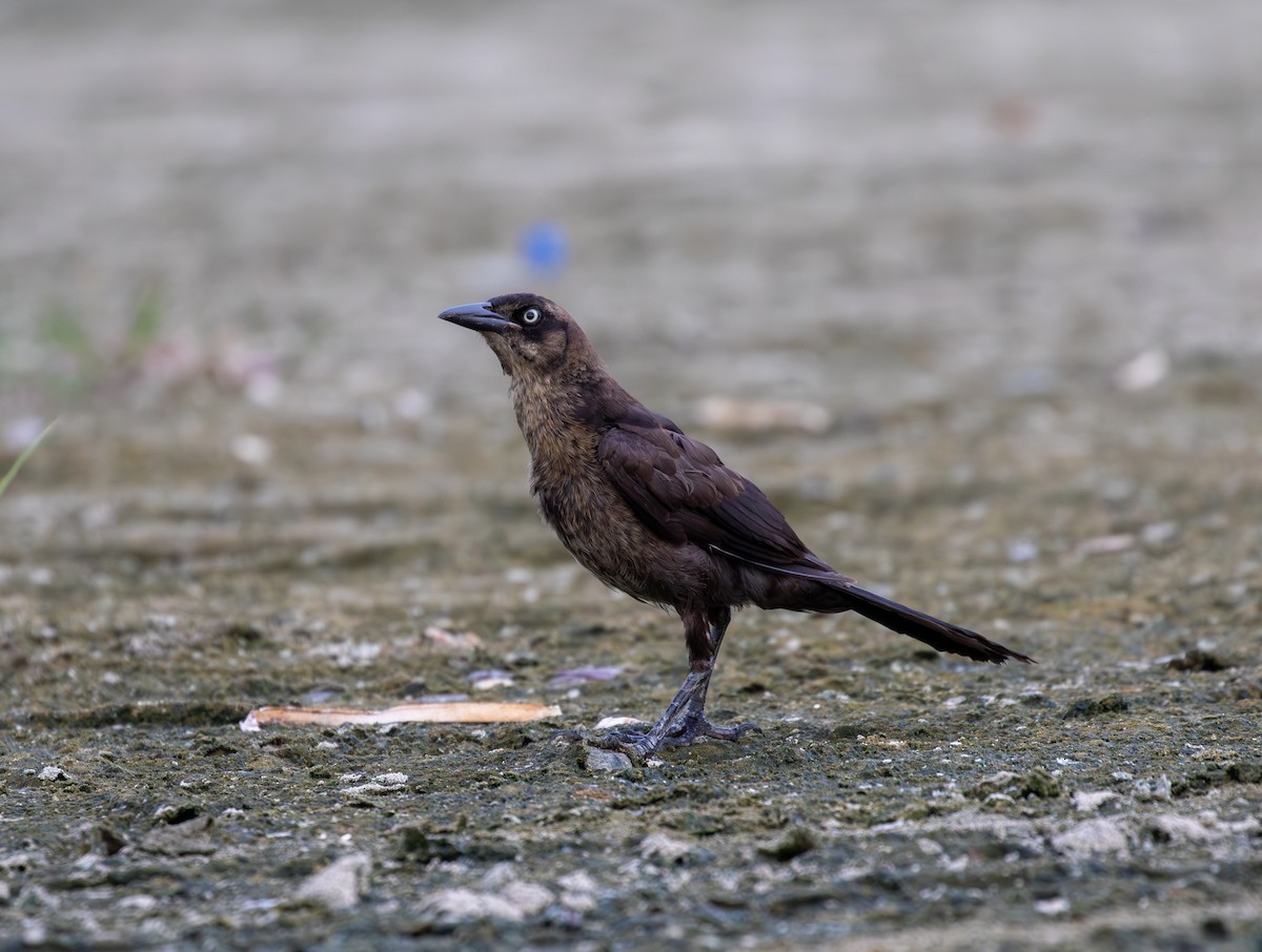 Great-tailed Grackle - ML642093590