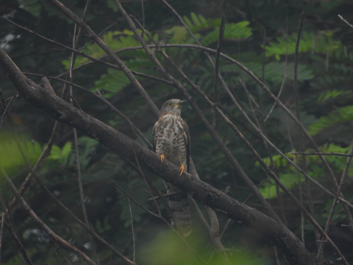 Common Hawk-Cuckoo - ML642093596