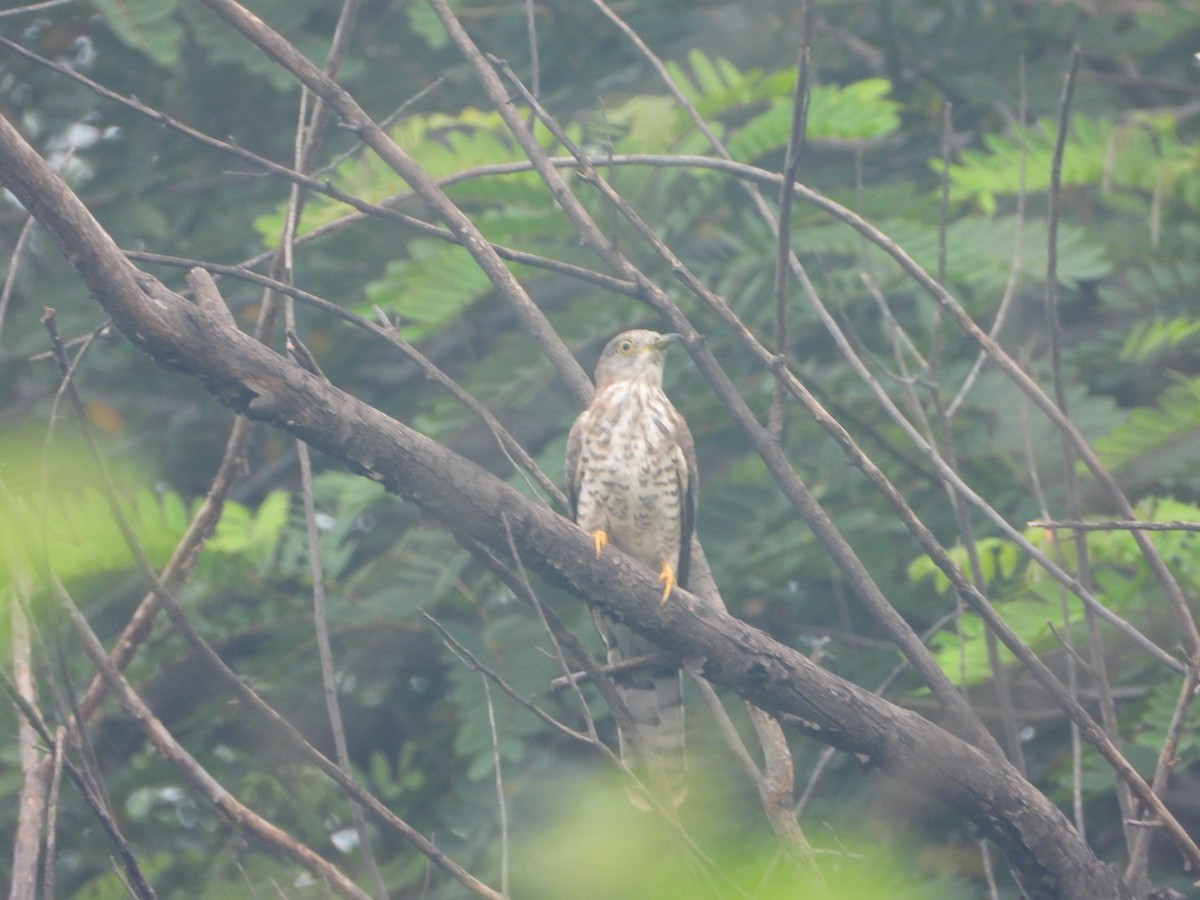 Common Hawk-Cuckoo - ML642093597