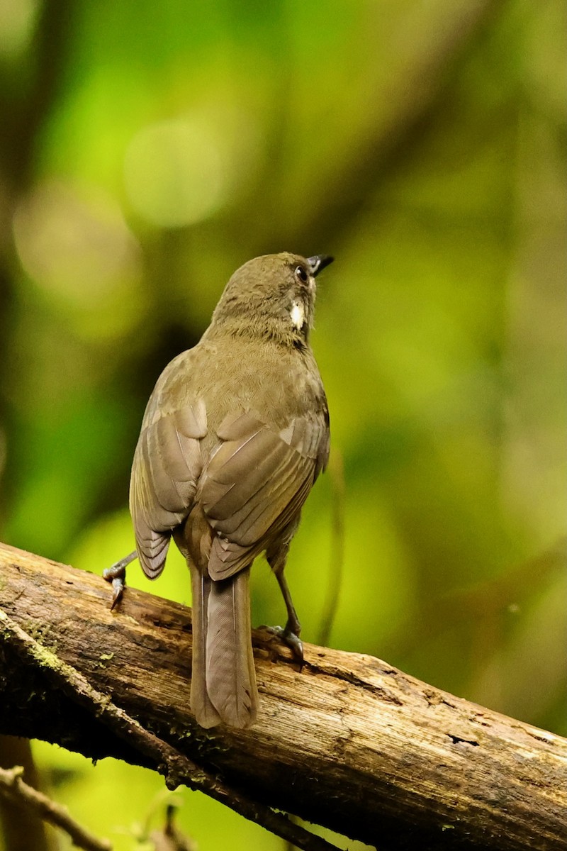 Mountain Honeyeater - ML642093599