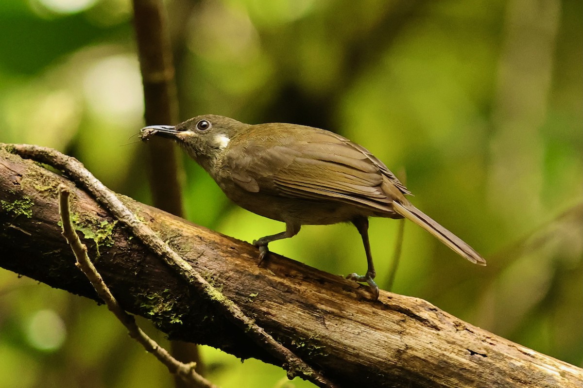 Mountain Honeyeater - ML642093600