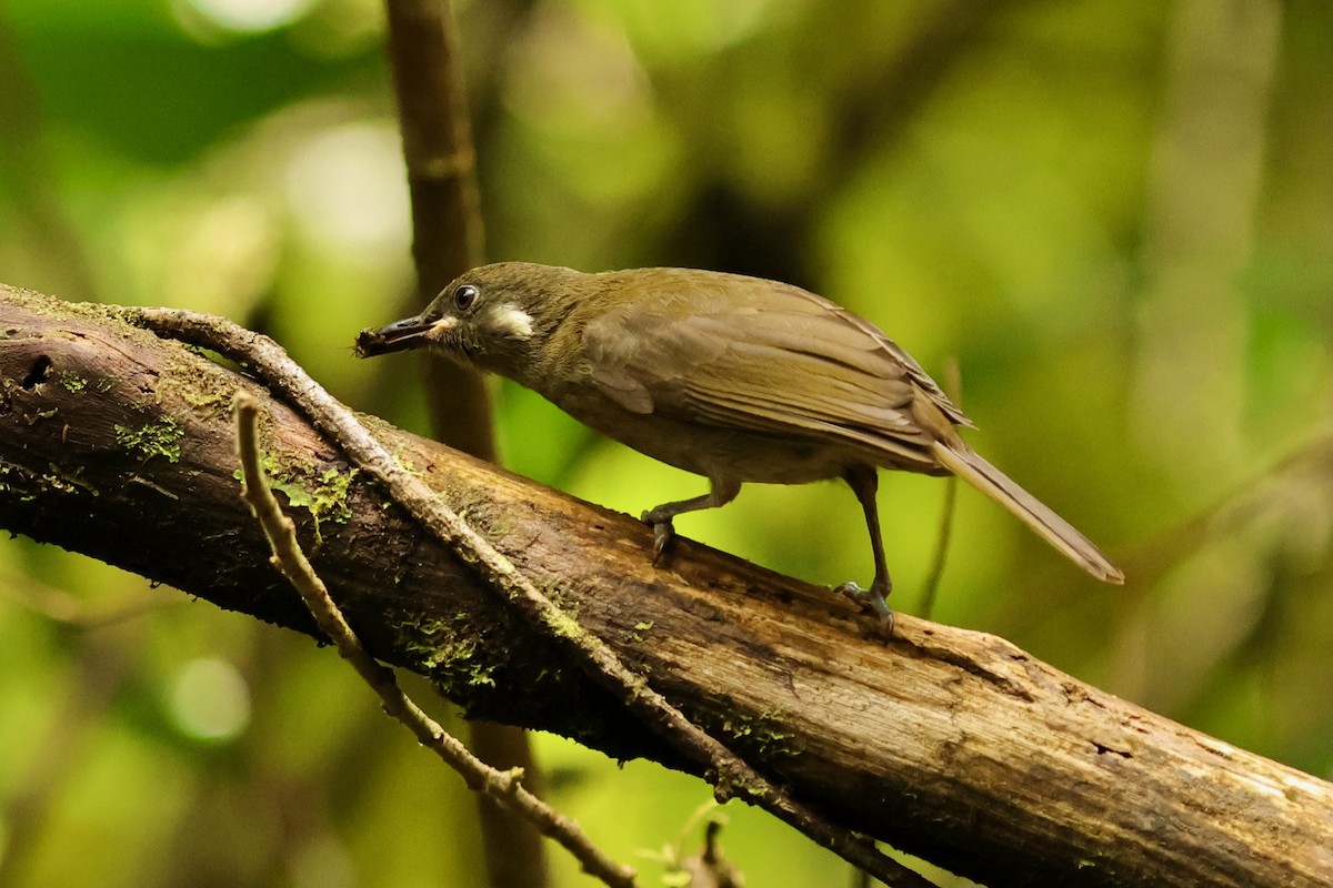 Mountain Honeyeater - ML642093601