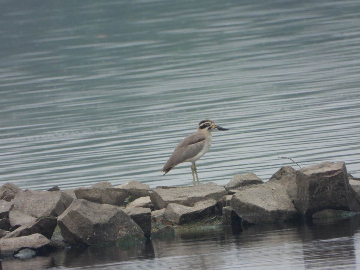 Great Thick-knee - ML642093603