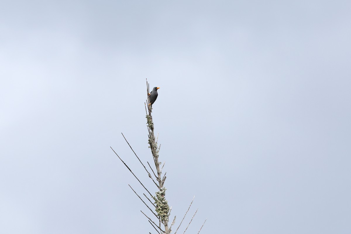 Finch-billed Myna - ML642093604