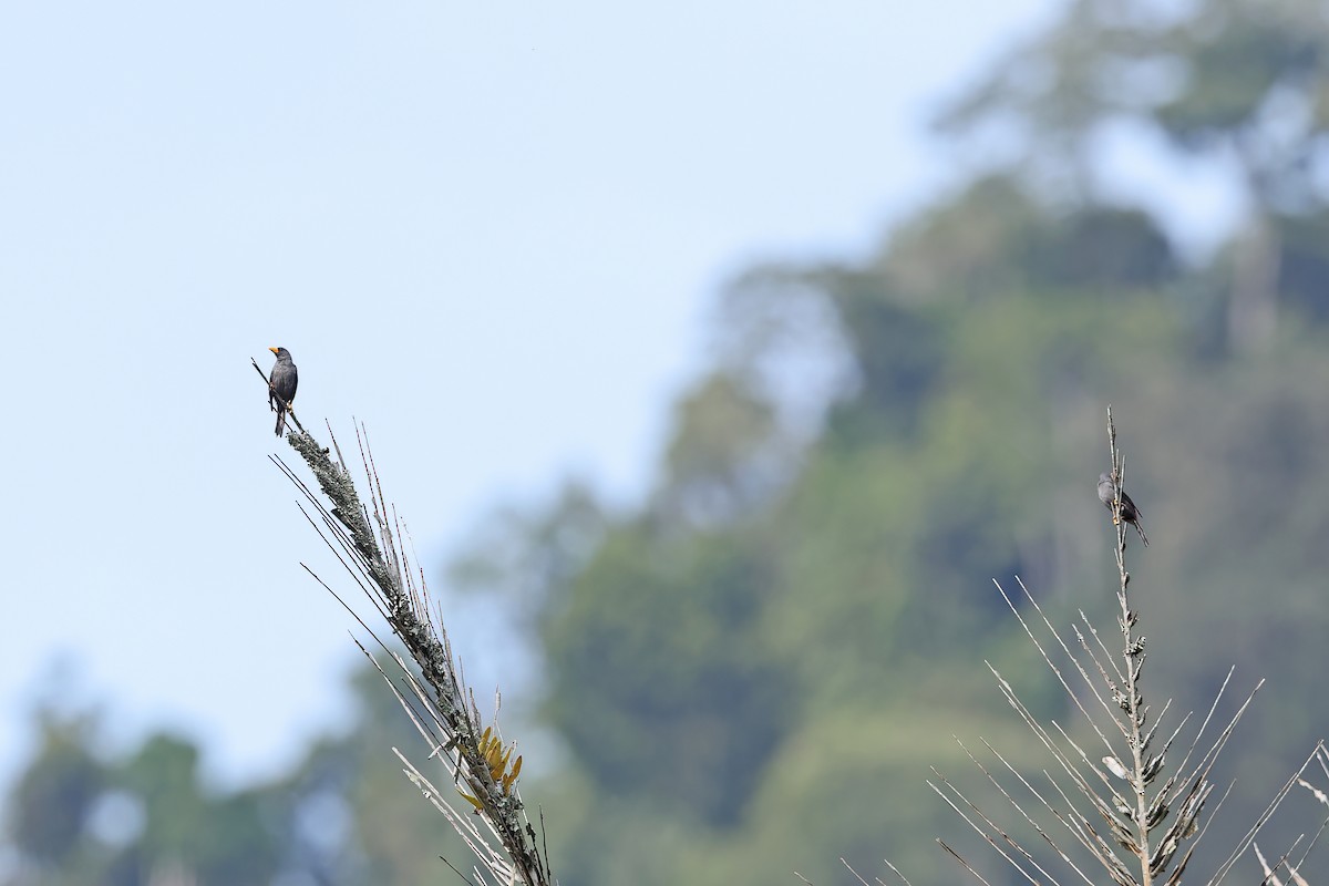 Finch-billed Myna - ML642093605