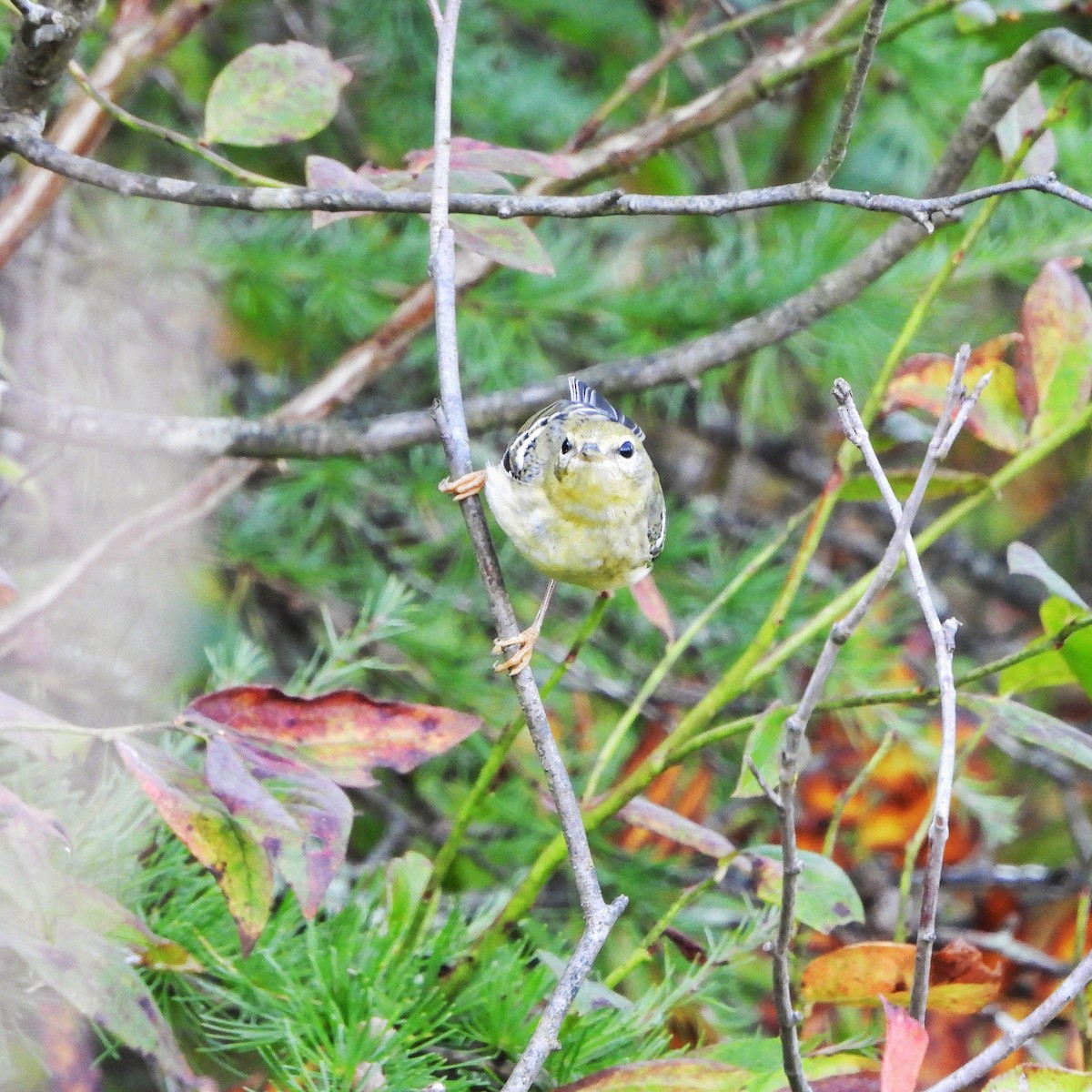 Blackpoll Warbler - ML642093609