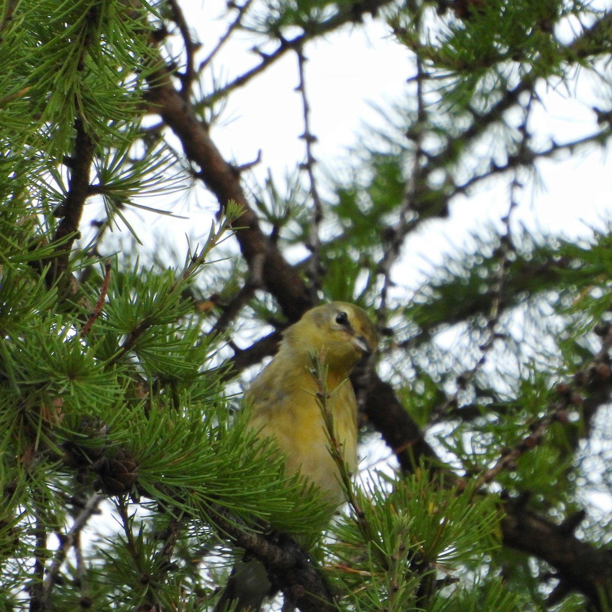 Blackpoll Warbler - ML642093610