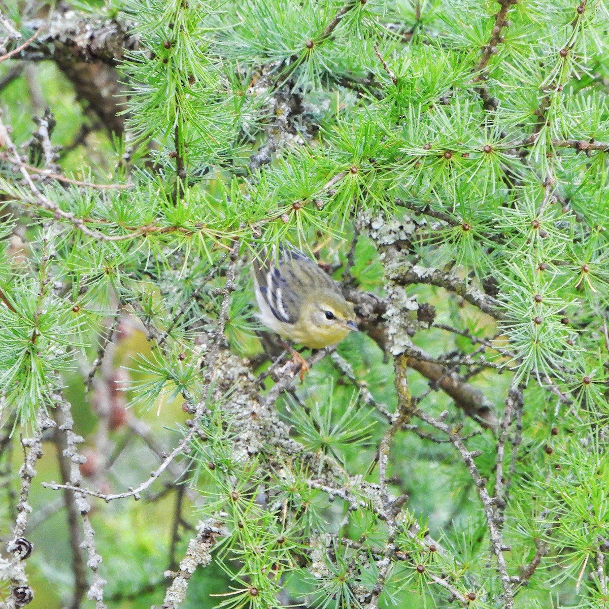 Blackpoll Warbler - ML642093611