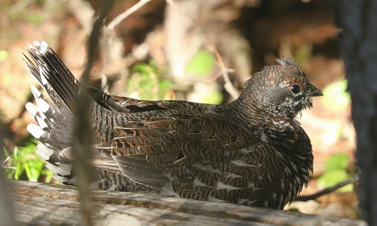 Spruce Grouse - ML642093626