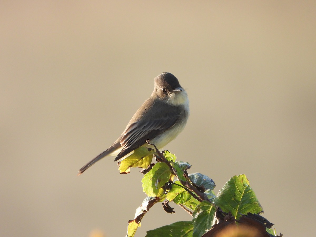 Eastern Phoebe - ML642093637